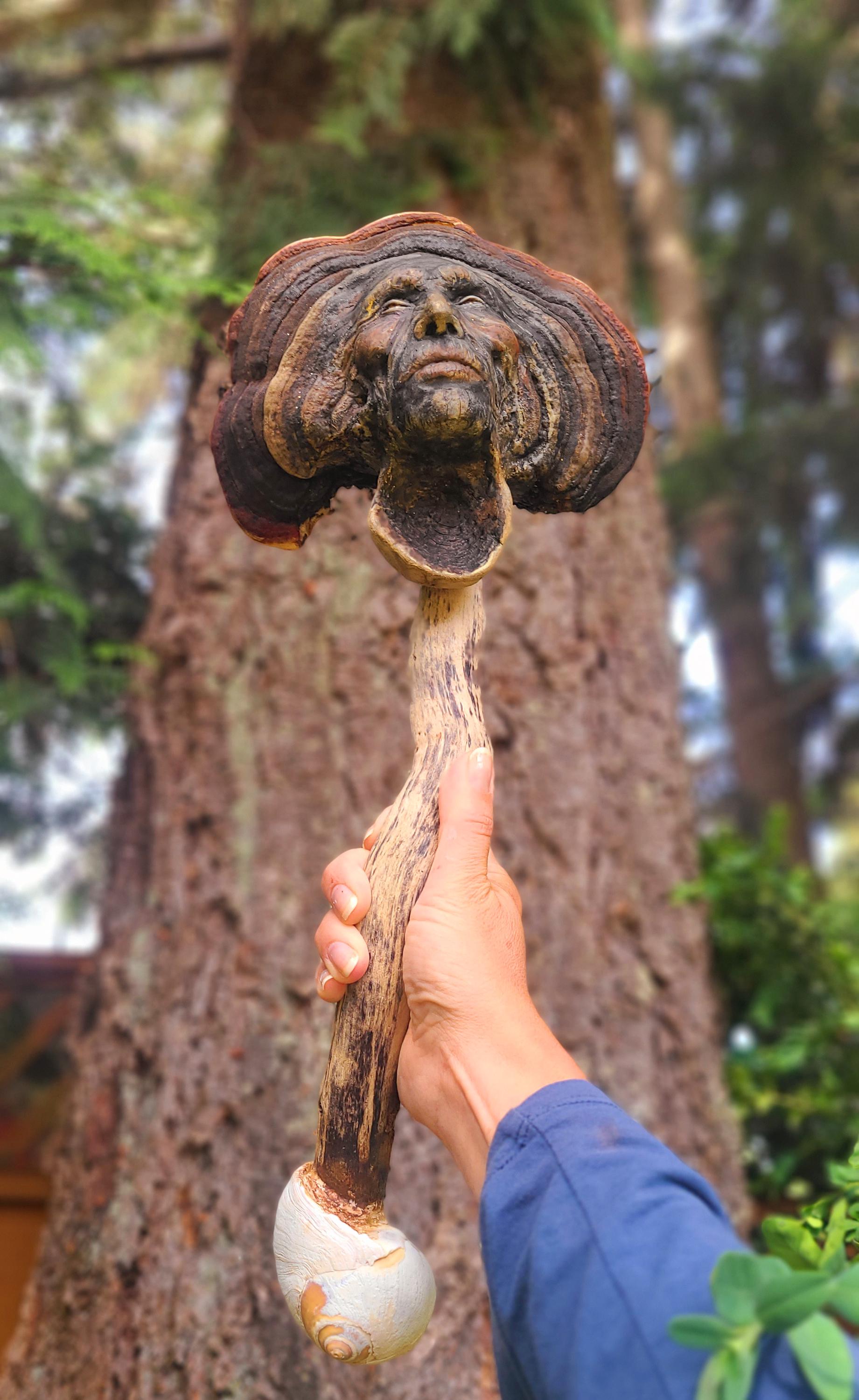 The Mysterious Mushroom | Fungi, Conk Driftwood & Shell Talking Stick