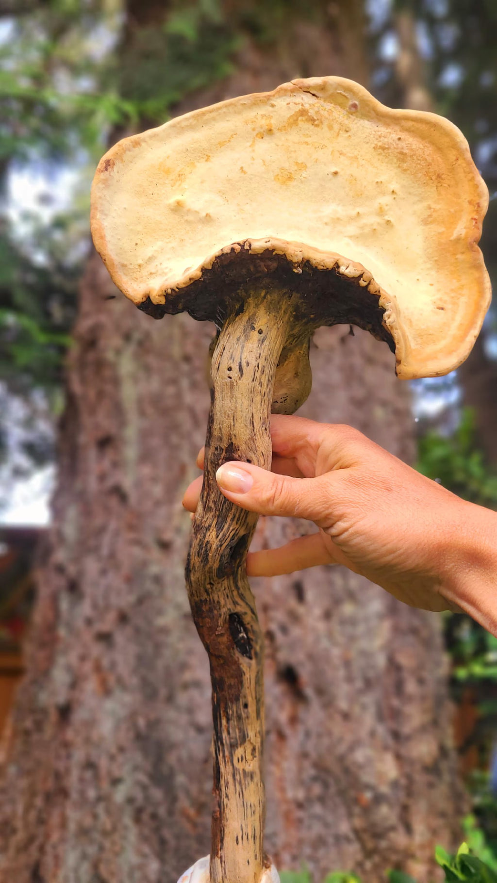 The Mysterious Mushroom | Fungi, Conk Driftwood & Shell Talking Stick