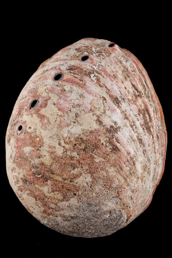 Abalone Moon Shell Large, Mother of Pearl, Elder Woman by Debra Bernier