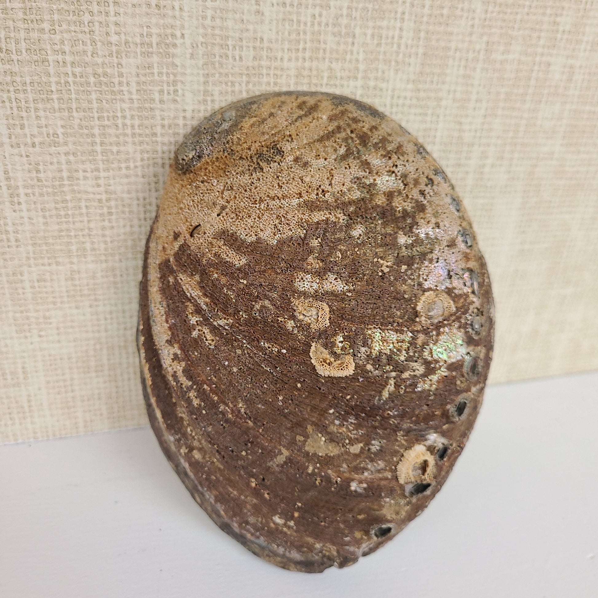Man in the Moon Large, Elder Moon, Abalone, Mother of Pearl Shell, By Debra Bernier