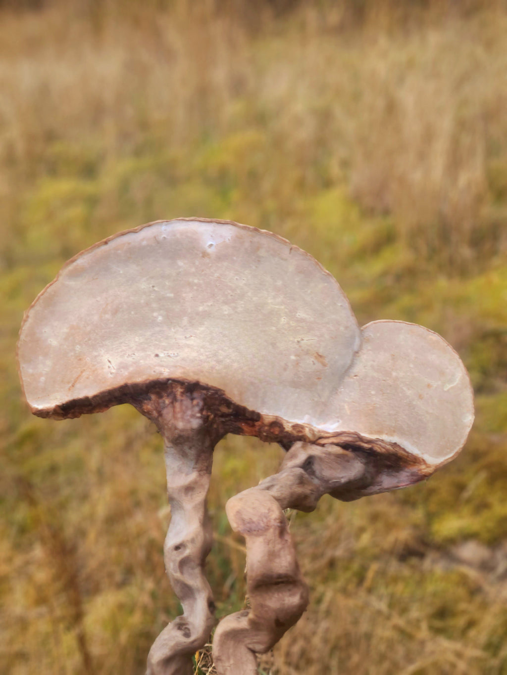 Mushroom Couple Sculpture, Polypore & Driftwood Artwork, by Shaping Spirit
