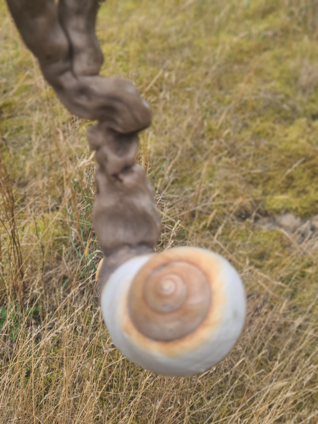 Mushroom Couple Sculpture, Polypore & Driftwood Artwork, by Shaping Spirit