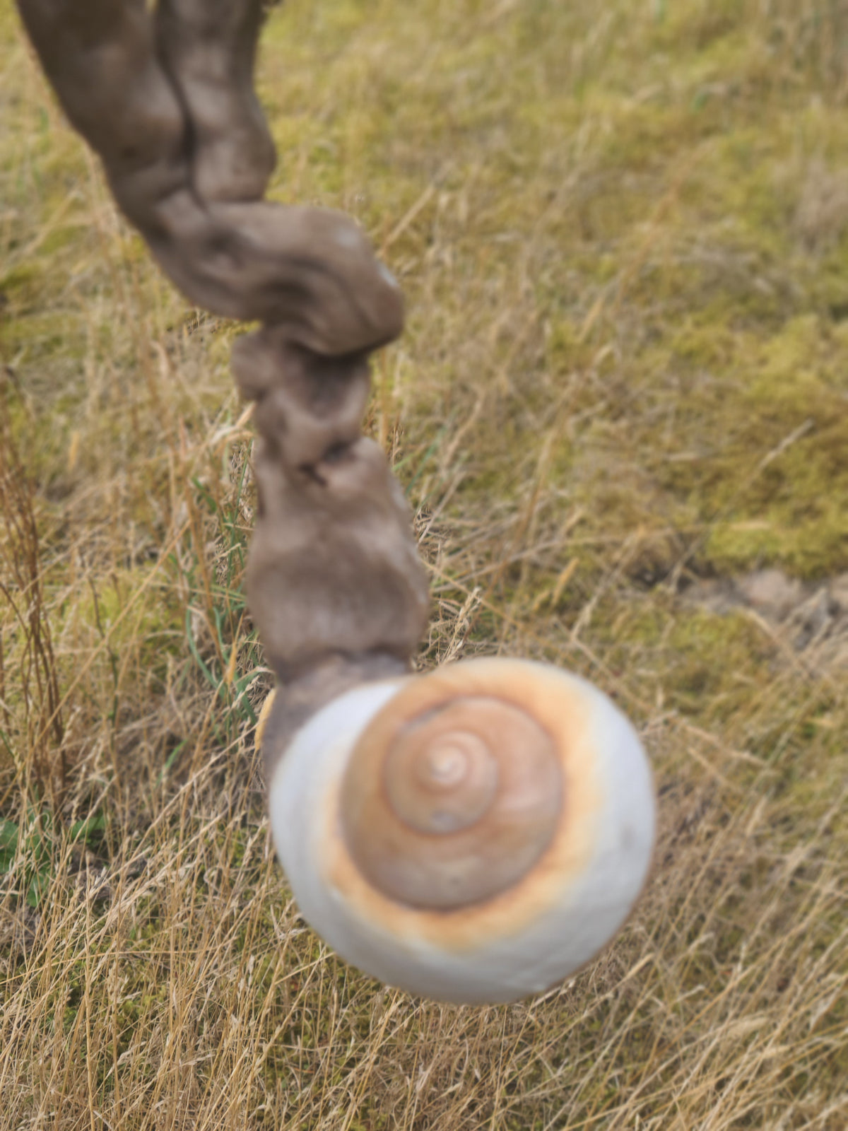 Mushroom Couple Sculpture, Polypore & Driftwood Artwork, by Shaping Spirit